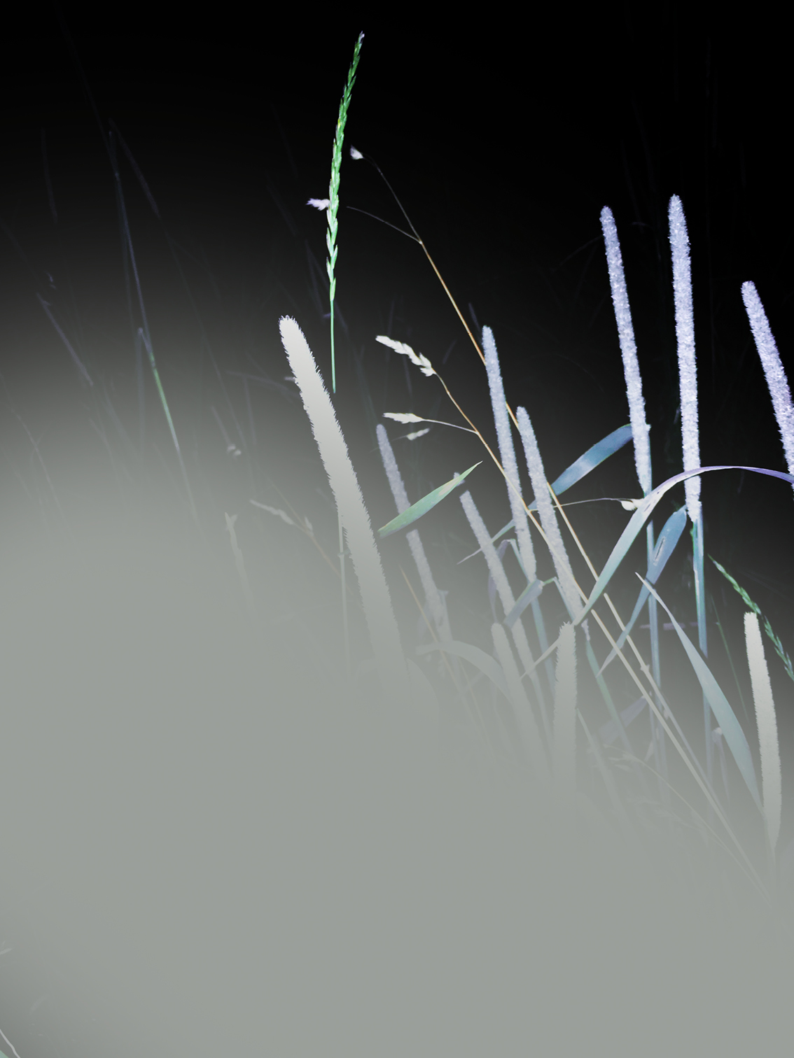 Gen Atem Project - The Nature of Things - Digital painting on photography, 2025