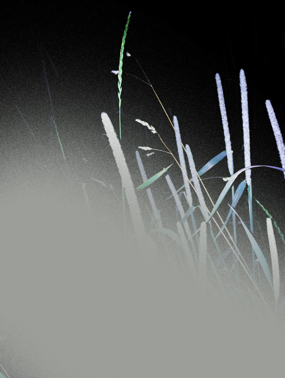 Bossard Wettstein Project - The Nature of Things - Digital painting on photography, 2025